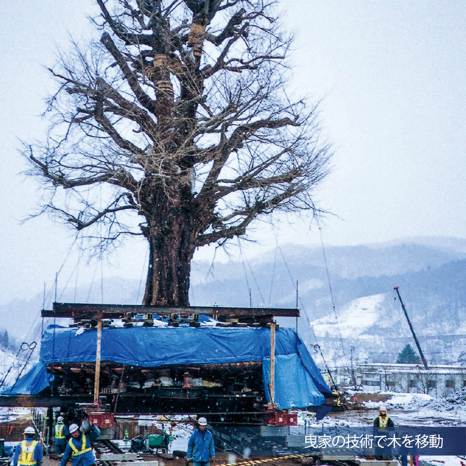 曳家の技術で木を移動